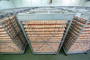 viel Ei in der Eierfabrik foto