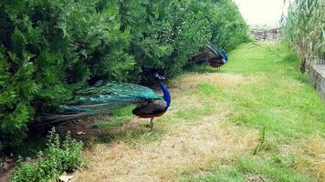 elegante pfauen, die auf dem rasen in einem park in bulgarien herumlaufen. foto