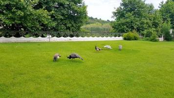 elegante pfauen, die auf dem rasen in einem park in bulgarien herumlaufen. foto