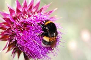 Hummel Distel Blume foto