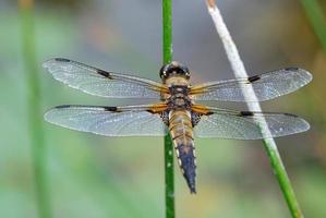 große Libelle auf einem Blatt foto