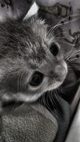 Schwarz-Weiß-Fotoeffekt von gelben und weißen kleinen Katzenaugen, Haustierthema foto