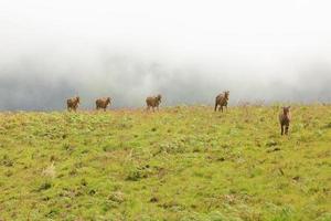 Gruppe von Nilgiri Tahr im Eravikulam-Nationalpark Südindien foto