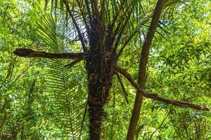 palme im natürlichen tropischen dschungelwald ilha grande brasilien. foto