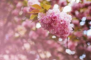 weicher fokus kirschblüte oder sakura-blume auf naturhintergrund. Sakura-Blume foto