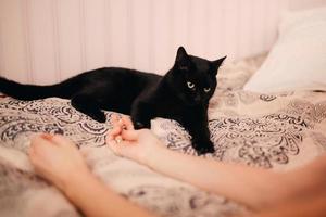 Schwarze Katze auf dem Bett. Die Hände der Mädchen spielen mit ihrem Haustier. beschnittenes Foto. foto