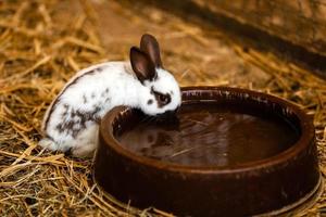 Das süße weiße Kaninchen frisst Wasser aus dem Tablett auf dem Ziegelboden im Gartenhaus. Weißes Kaninchen trinkt Wasser foto