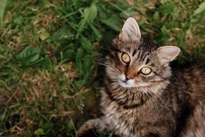 Katze, die auf dem Gras liegt. graue Katze mit schönen Augen. foto