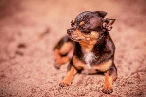 Chihuahua-Hund liegt auf dem Sand im Wald. Chihuahua ruht in der Natur. foto