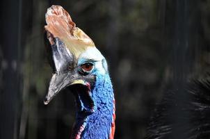 kasuar gattung casuarius flugunfähiger vogel aus neuguinea tropen foto