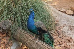 Pfau Indischer Pfau alias Peafowl Vogel Tier foto