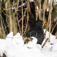 süße Amsel im Schnee foto