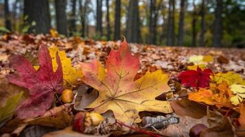 beschwingt Herbst Blätter und gefallen Eicheln auf Wald Fußboden mit Bäume im Sanft Fokus Hintergrund foto