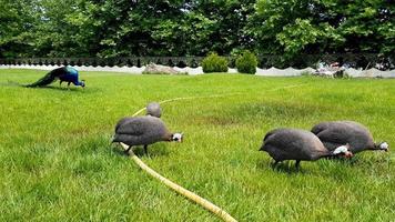 behelmter Perlhühner- oder Perlhühnervogel, der auf dem Rasen in einem öffentlichen Park spazieren geht. foto