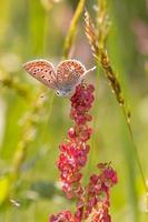 Makro eines gewöhnlichen blauen Polyommatus-Icarus-Schmetterlings auf einem Sauerampfer-Rumex-Acetosa mit verschwommenem Bokeh-Hintergrund pestizidfreies Umweltschutzkonzept foto