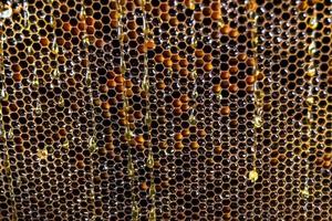 Bienenwabe aus Bienenstock gefüllt mit goldenem Honig foto