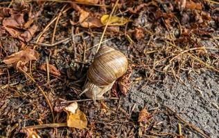 große Gartenschnecke im Schneckenhaus kriecht auf nasser Fahrbahn foto