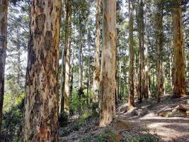 Wanderweg im Tablemountain National Park, Kapstadt. foto