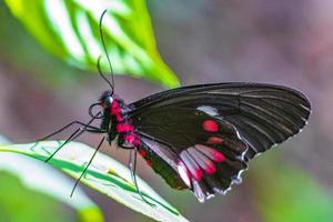 roter schwarzer edler tropischer schmetterling auf grünem naturhintergrund brasilien. foto