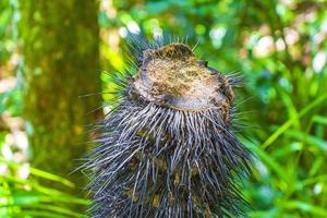 palme im natürlichen tropischen dschungelwald ilha grande brasilien. foto