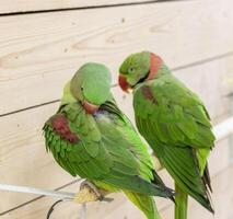 schließen oben Schuss von das Alexandriner Papageien. Vogel foto