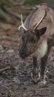 Rentiere im Herbst foto