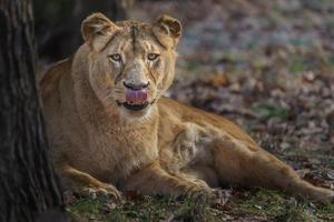 Löwin, die im Gras ruht foto