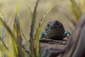 Timon Pater im Terrarium foto