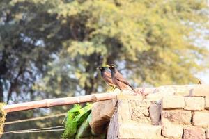 Nahaufnahme der gemeinsamen Myna vor verschwommenem Hintergrund. Porträt sitzender gemeiner Myna. eine gewöhnliche Myna oder indische Myna. mit selektiver Fokussierung auf das Thema. foto