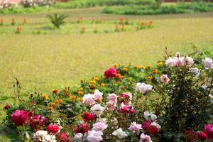 rote Rosenblume mit Hintergrund foto