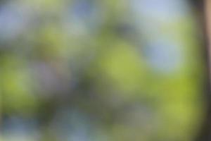 grüner Bokeh-Hintergrund aus Naturwald foto