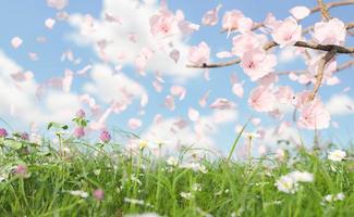 Nahaufnahme der Frühlingswiese und Kirschblüten foto