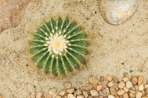 grüner kleiner kaktus auf sandnaturhintergrund foto