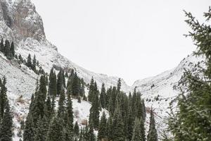 winterliche Berglandschaft mit Pinien foto