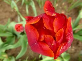 Frühling. rote Tulpe mit geschlossener Blüte. foto