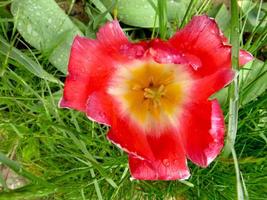 Frühlingsgarten. rote Tulpe foto