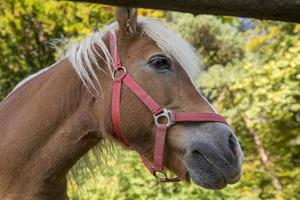 braunes Pferd auf dem Feld, braunes Pferdeportrait. foto