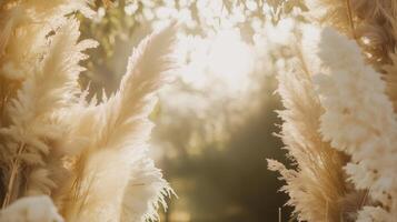 Pampas Gras Hochzeit Bogen Feier foto