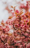 sakura japan blüte frühling foto