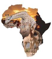 Afrika-Giraffen-Collage foto