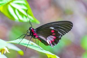 roter schwarzer edler tropischer schmetterling auf grünem naturhintergrund brasilien. foto