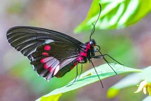 roter schwarzer edler tropischer schmetterling auf grünem naturhintergrund brasilien. foto