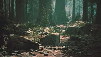 alter wald-mariposa-hain im yosemite-nationalpark von kalifornien foto