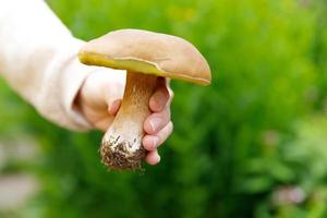 weibliche Hand, die rohen essbaren Pilz mit braunem Kappen-Pennybrötchen im Herbstwaldhintergrund hält. Ernte große Steinpilze in natürlicher Umgebung pflücken. leckeres bio-lebensmittelkonzept kochen. foto