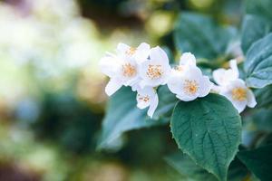 Schöne weiße Jasminblüten blühen im Frühling. Hintergrund mit blühendem Jasminstrauch. inspirierender natürlicher frühlingsblühender garten oder park. Blumenkunstdesign. Aromatherapie-Konzept. foto