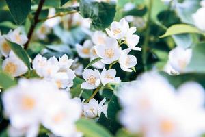 Schöne weiße Jasminblüten blühen im Frühling. Hintergrund mit blühendem Jasminstrauch. inspirierender natürlicher frühlingsblühender garten oder park. Blumenkunstdesign. Aromatherapie-Konzept.