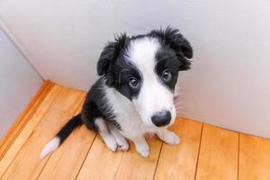 lustiges porträt des süßen, lächelnden welpen-hunde-border-collies zu hause. Haustierpflege und Tierkonzept foto