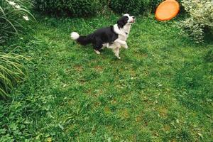 Outdoor-Porträt von süßen, lustigen Hündchen-Border-Collie-Fangspielzeug in der Luft. Hund spielt mit Flugscheibe. sportliche Aktivität mit Hund im Park draußen. foto