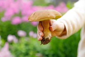 weibliche Hand, die rohen essbaren Pilz mit braunem Kappen-Pennybrötchen im Herbstwaldhintergrund hält. Ernte große Steinpilze in natürlicher Umgebung pflücken. leckeres bio-lebensmittelkonzept kochen. foto