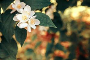 Schöne weiße Jasminblüten blühen im Frühling. Hintergrund mit blühendem Jasminstrauch. inspirierender natürlicher frühlingsblühender garten oder park. Blumenkunstdesign. Aromatherapie-Konzept. foto